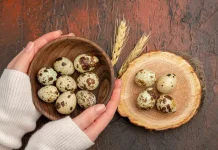 Telur Puyuh Kaya Gizi, "Ini Kandungan, dan Manfaatnya"