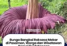 Bunga Bangkai jenis Amorphophallus Titanium Mekar di Kabupaten Pasaman