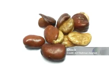 Manfaat Kacang Koro bagi Kesehatan Tubuh