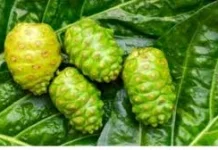 Manfaat Buah Mengkudu
