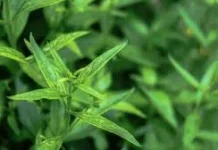 Hijaunya Daun Sambiloto Menyimpan Khasiat Luar Biasa