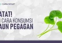 Manfaat Daun Pegagan untuk Menjaga Kebersihan Kulit