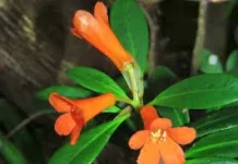 Spesies Baru Rhododendron dari Sulawesi tengah Ditemukan Peneliti