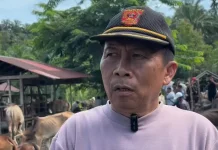 Dinas Pertanian Agam Pastikan Pasokan Hewan Kurban Aman dan Sehat