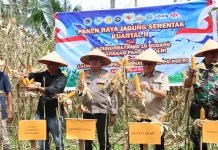 Dukung Swasembada Pangan Nasional, Asisten II Setda Agam Ikuti Panen Raya Jagung