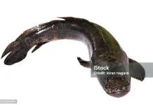 Ragam Manfaat Ikan Gabus untuk Kesehatan