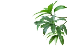 Ketahui Beragam Manfaat Daun Mangga