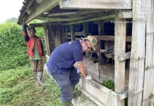 Dispangtan Padang Panjang Pastikan Hewan Kurban Sehat jelang Idul Adha