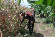 Koramil 06 Guguk Panen Jagung Food Estate Tahap X