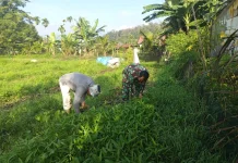 Babinsa Harau Bersama Warga Panen Kangkung Produktif