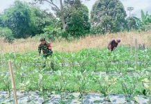 Babinsa Payakumbuh Bersihkan Lahan Terong Bersama Warga
