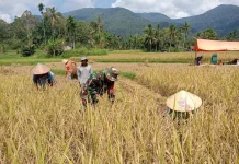 Babinsa Akabiluru Bantu Warga Panen Padi Bersama