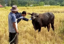 Dispangtan Padang Panjang Periksa 99 Titik Pemotongan Kurban 27-29 Mei 2026