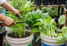 Berkebun Sayur Organik untuk Masa Depan Lebih Sehat