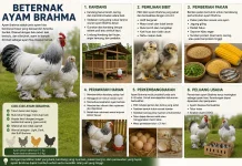 Beternak Ayam Brahma Peluang Usaha dan Hobi yang Menjanjikan