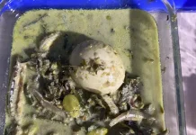 Gulai Paku Lado Kutu, campur Telur Rebus, Petai dan Teri