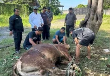 Waktu Terbaik Menyembelih Hewan Kurban