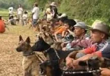 Alek Berburu Babi, Tradisi Unik Masyarakat Minangkabau