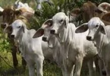 Cara Memilih Hewan Kurban yang Baik dan Sesuai Syariat
