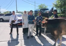 UIN Bukittinggi Serahkan Sapi Qurban untuk Warga Malalak Barat