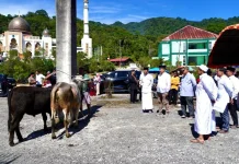 Pemko Padang Panjang Sembelih 9 Sapi Kurban di Islamic Centre, 500 Kupon Dibagi