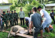 Kodim Mentawai Perkuat Kemanunggalan Melalui Pemotongan Hewan Kurban 1447 H