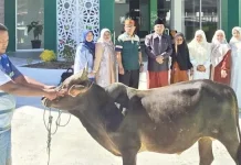 Kemenag Padang Panjang Sembelih Hewan Kurban, Perkuat Nilai Keikhlasan