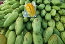 Ragam Manfaat Buah Mangga Bagi Kesehatan Tubuh