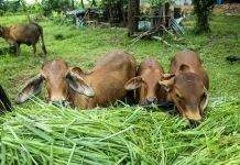 Pentingnya Pakan Berkualitas untuk Pertumbuhan Sapi