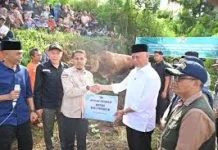 Gubernur Mahyeldi Jadi Saksi Penyembelihan Sapi Qurban Wapres Gibran di 50 Kota