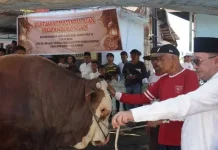 Sapi Kurban Bantuan Presiden RI Jenis Simental berat 1,2 Ton Disembelih di Koto Baru
