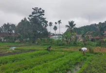 Babinsa Harau Rawat Kebun Kangkung Dukung Ketahanan Pangan