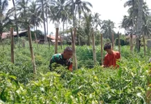 Babinsa Payakumbuh Panen Cabe Bersama Warga Binaan
