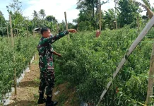 Babinsa Suliki Panen Cabe Dampingi Warga