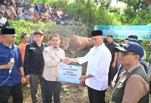 Gubernur Mahyeldi Hadiri Penyembelihan Sapi Qurban Bantuan Wapres