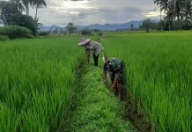 Babinsa Akabiluru Bersama Warga Bersihkan Gulma Sawah