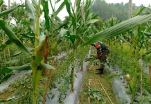 Babinsa Suliki Rawat Kebun Jagung Limbanang