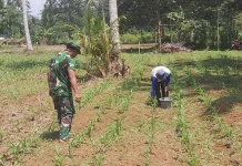 Babinsa Akabiluru Bantu Pemupukan Jagung Tiaka