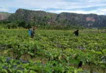 Babinsa Payakumbuh Dampingi Petani Semprot Terung