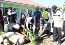 Kemenag Tanah Datar Sembelih 5 Ekor Sapi