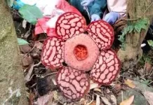 Fenomena Munculnya Rafflesia di Kepulauan Anambas