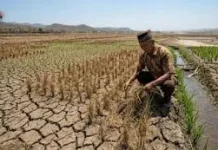 El Nino bawa bencana besar