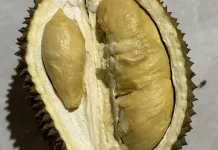 Jejak Aroma dari Bukit Barisan, "Merayakan Keberagaman Durian Sumatra"
