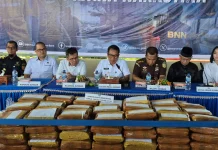BNNP Sumbar Musnahkan 145 Kg Ganja dari Bandar Asal Bukittinggi