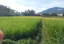 Sawah Menguning di tengah Padatnya Permukiman di Aur Kuning