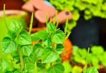 Mengenal Manfaat Gulma "Peporomia Pellucida"