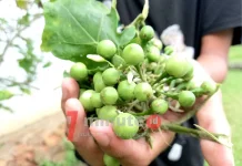 Manfaaat Buah Rimbang bagi Kesehatan