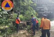 BPBD 50 Kota Giatkan Pembersihan Pohon Tumbang di Nagari Tarantang Harau