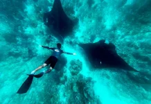 Karang Makassar, "Drift Snorkeling" Bersama Pari Manta Raksasa