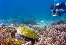 Pulau Siaba Besar, Destinasi Rumah Koloni Penyu Hijau